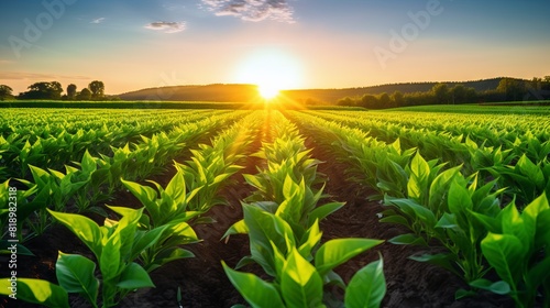 緑の植物が成長した農場。 コンセプト：食と農学、食糧供給