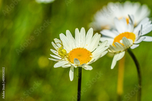 Pająk kwietnik polujący na owady na polnych kwiatach