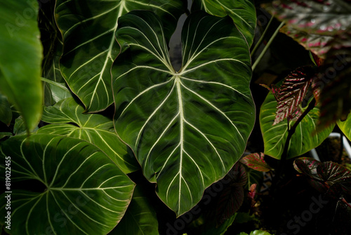 close up of Philodendron gloriosum leaves, dark leaves indoor plants, tropical garden, hear leave philodendron