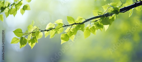 Birch leaves in youthful green adorn the springtime backdrop as blossoming buds emerge Ample copy space available