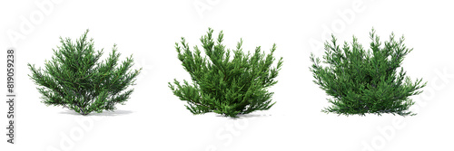 3d illustration of Juniperus sabina bush isolated on transparent background 