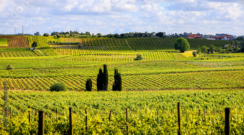 Vinhas numa região vitivinícola na primavera 