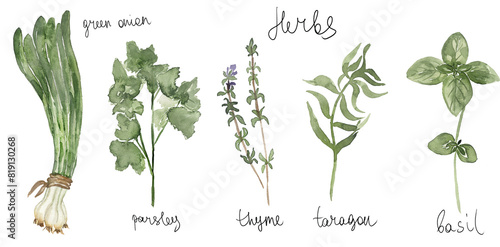 Watercolor set of culinary herbs. Basil, thyme, parsley, green onion, taragon illustration. Hand drawn kitchen elements clipart
