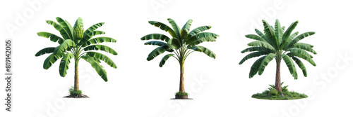 Set of three Tropical green banana tree, isolated over on transparent white background