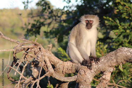 Grüne Meerkatze / Vervet monkey / Cercopithecus aethiops .