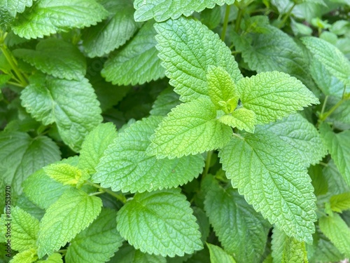 Melissa officinalis or lemon balm Plants in the garden