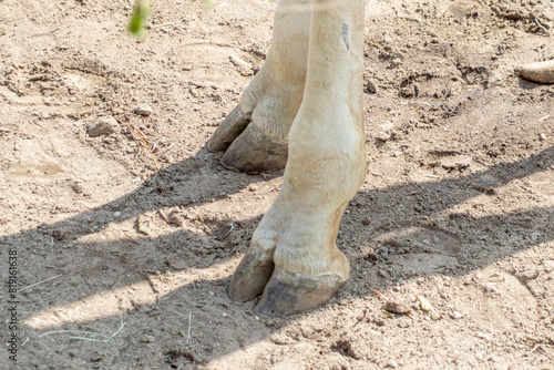 giraffe hooves