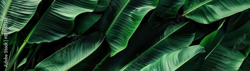 Vibrant green tropical banana leaves in close-up. Nature foliage background perfect for natural-themed designs and eco-friendly projects.