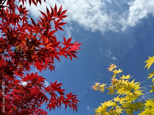 Maple red and yellow leaves against blue sky.