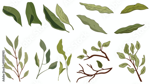 Vector set hand drawn branch of bay leaf dry bay le
