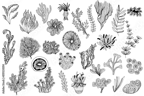 Different types of sea corals and seaweed. Sea style. Underwater life. Vector art doodles illustration 