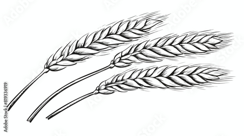 Wheat spikelets in sketch vector illustration isola