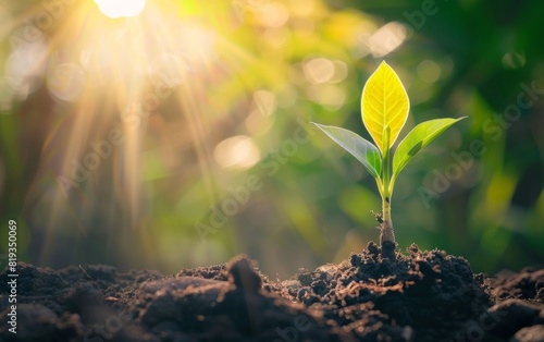 Young sapling sprouting from rich soil, bathed in sunlight.