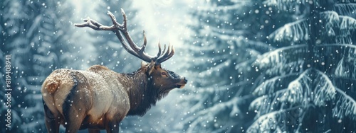 Big elk in winter forest. Bull Elk male. 