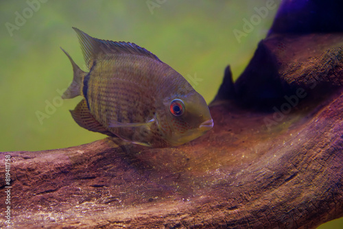 GREEN SEVERUM FRESHWATER FISH - (HEROS SEVERUS)