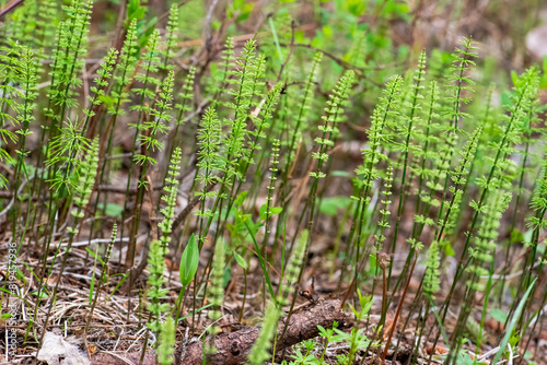 horsetail plant in the forest