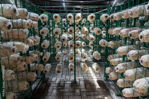 是否 Oyster mushrooms - Pleurotus ostreatus growing in a greenhouse for mushrooms.