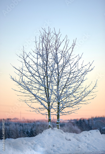 Tree, winter and sunrise in Norway with ice, cold and frost landscape and environment. Snow, forest and morning in countryside for aesthetic, calm or serenity in nature for growth, renewal or scenery