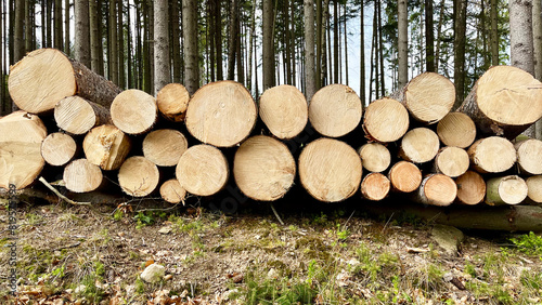 Stacked felled trees at a forest logging site