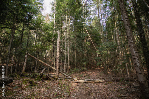 forest thicket with pines, deciduous trees, moss, fairy-tale peace, sun, glare, various grasses, thickets, stones