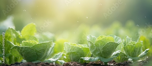 Young plants of white cabbage Brassica oleracea var capitata L are shown in a gardening setting with copy space image