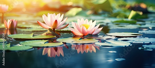 Lotus bloom in pond with nature background stunning close up image with copy space