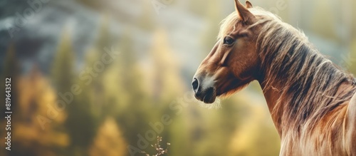 A horse is gazing into the natural surroundings in the image with open copy space