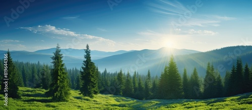 Green spruce trees stand tall under the rays of the sun set against a stunning forest landscape with a vibrant blue sky all in a captivating copy space image