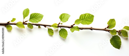 Branch with hazel leaves against white backdrop providing copy space image