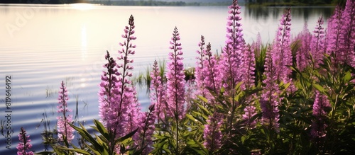 Purple Loosestrife causing damage to wetland habitats with a copy space image