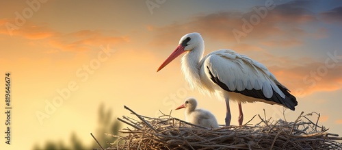 White stork perched on a nest with young offspring a few weeks old with a blank area for additional image text details