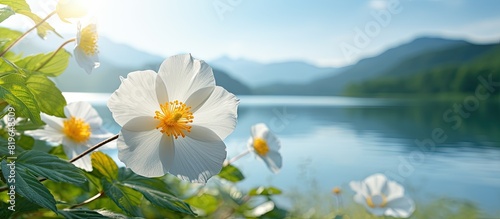 Nature themed background complements a beautiful Eight o clock flower Turnera in a picturesque setting with copy space image