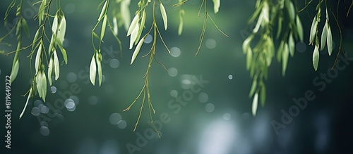 A serene image of weeping willow leaves against a blurred dark backdrop perfect for adding text or graphics with copy space image