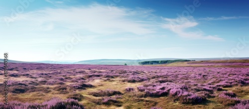 Nature reserve landscape with blooming purple moor heath inviting exploration perfect for a copy space image