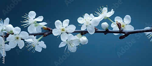 Blackthorn also known as Prunus spinosa is a deciduous shrub or small tree found in Europe Asia and North Africa belonging to the rose family with copy space image potential