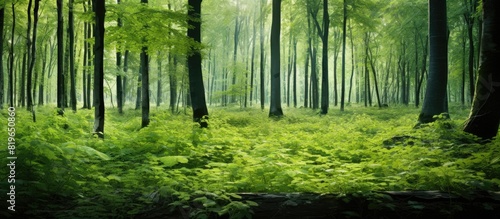 Lush spring forest landscape with dense patches of stinging nettle providing a natural backdrop for a copy space image
