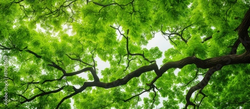 A vibrant green walnut tree seen from below with abundant branches and leaves displaying visible leaf veins perfect for a copy space image