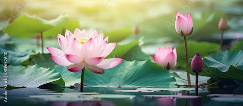 Pink lotus flower blooming in a pond surrounded by nenuphar flowers and leaves in summer Macro close up shot of the high quality image with copy space