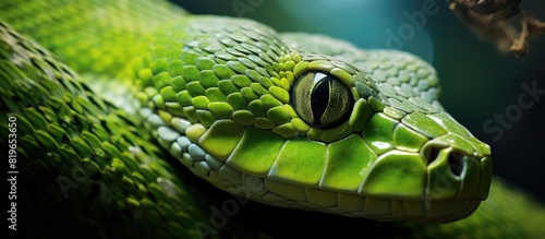 Close up green snake on a tree with copy space image