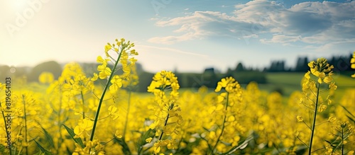 A photograph showcasing wild mustard flowers against a meadow backdrop with a focus on the flowers natural growth set in a herb filled countryside with a green grass landscape and copy space image