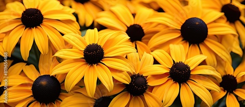 Rudbeckia daisies also known as black eyed Susans are popular ornamental garden plants with bright yellow or orange petals and a dark center. Copy space image. Place for adding text and design