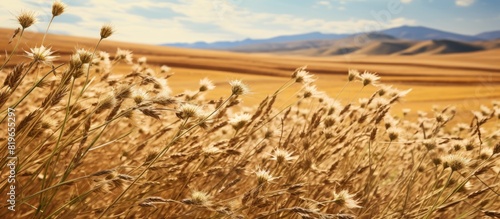 Egyptian fields feature the most popular cumin seeds plant with unripened cumin crop dry plants including Carum or Caraway and carvi commonly known as cumin flower with a copy space image