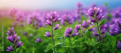 Medicago sativa commonly known as lucerne or alfalfa is a perennial plant with flowers that belongs to the pea family. Copy space image. Place for adding text and design