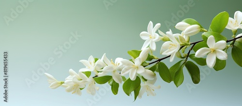 A string of sweet scented jasmine blossoms with a copy space image