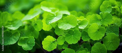 Gotu kola also known as Centella asiatica growing in the garden with copy space image