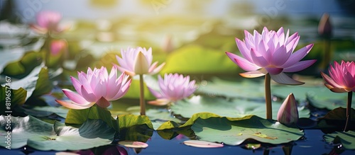 Flowers like lotus blossoms or water lilies in bloom showcased on a pond in a serene setting with copy space image