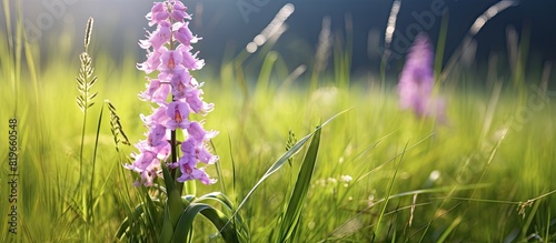 Dactylorhiza maculata a heath spotted orchid flower in a meadow setting with copy space image