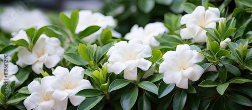 Close up of Gardenia jasminoides with lush foliage and flowers in the background creating a stunning white floral display suitable for a copy space image