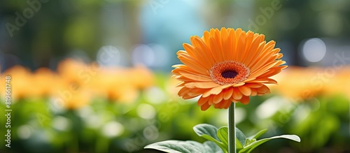An up close view of an orange gerbera daisy flower with a garden background suitable for a copy space image