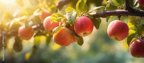 A summer garden with ripe organic cultivar apples hanging from a tree on a sunny day creating a scenic background for a copy space image
